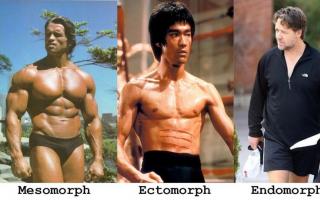 Питание и тренировки мезоморфа, эктоморфа и эндоморфа: в чём разница Зачем знать свой тип телосложения