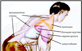 Тяга штанги в наклоне: какие мышцы работают и техника выполнения Тяга штанги к груди обратным хватом